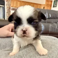 Imperial Dan, a male Shih Tzu for sale in Wentzville, MO – Photo 5 of 8