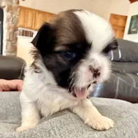 Imperial Dan, a male Shih Tzu for sale in Wentzville, MO – Photo 2 of 8