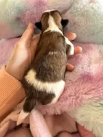 Imperial Dan, a male Shih Tzu for sale in Wentzville, MO – Photo 3 of 3