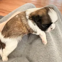 Imperial Dan, a male Shih Tzu for sale in Wentzville, MO – Photo 6 of 8