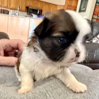 Imperial Dan, a male Shih Tzu for sale in Wentzville, MO – Photo 4 of 8