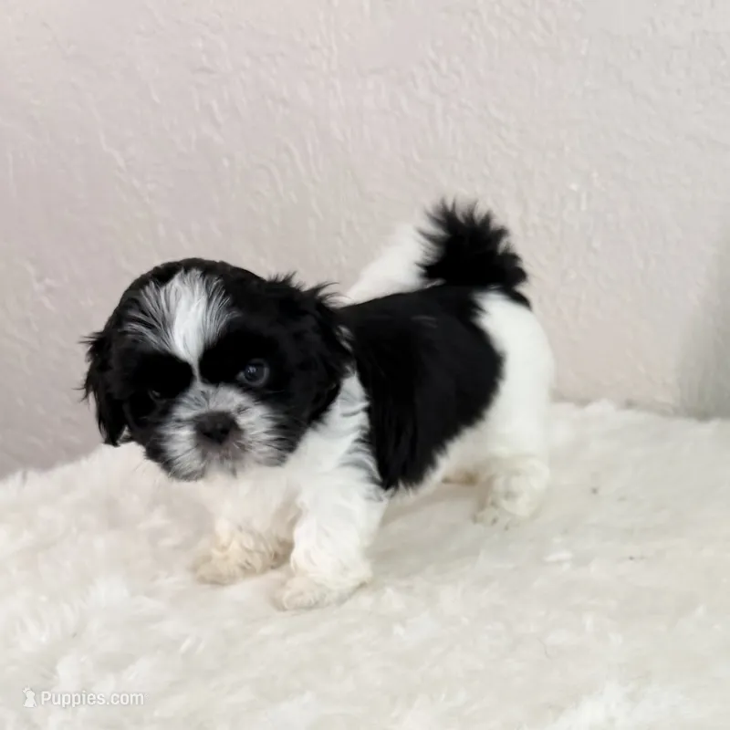 Snoopy - black/white – Shih Tzu puppy for sale in Wentzville, MO