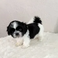 Snoopy - black/white, a male Shih Tzu for sale in Wentzville, MO – 1 of 7