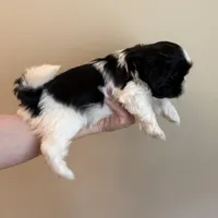 Oreo, a male Shih Tzu for sale in Wentzville, MO – 4 of 4