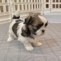 White/sable, a male Shih Tzu for sale in Wentzville, MO – 3 of 8