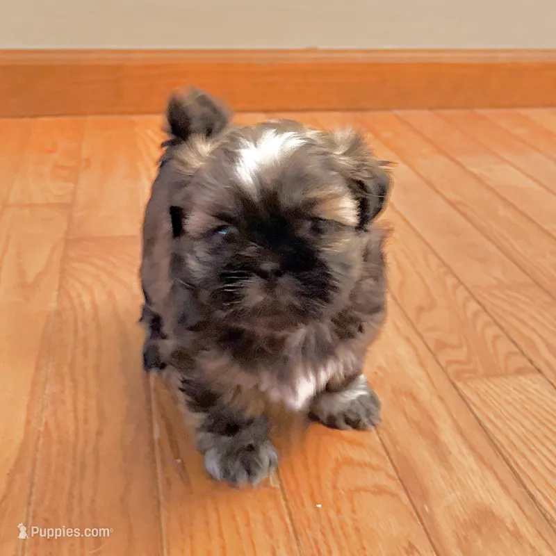 Sable boy – Shih Tzu puppy for sale in Wentzville, MO
