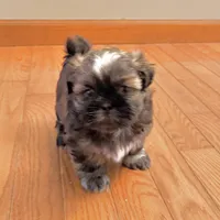 Hunk, a male Shih Tzu for sale in Wentzville, MO – 2 of 7