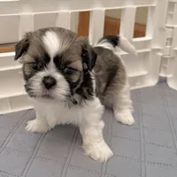 Sable/white, a male Shih Tzu for sale in Wentzville, MO – 5 of 9