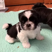 Oreo - black/white, a male Shih Tzu for sale in Wentzville, MO – 3 of 10