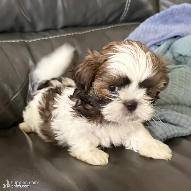White/sable – Shih Tzu puppy for sale in Wentzville, MO