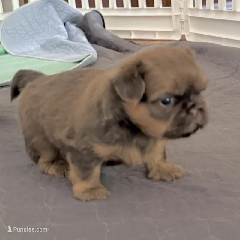 Blue Sparkle – Shih Tzu puppy for sale in Wentzville, MO
