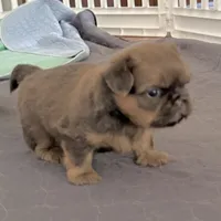 Blue Female, a female Shih Tzu for sale in Wentzville, MO – 2 of 6