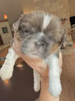 Blue Spark, a male Shih Tzu for sale in Wentzville, MO – 3 of 3