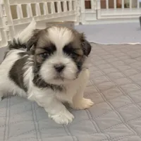 White/sable, a male Shih Tzu for sale in Wentzville, MO – 7 of 8