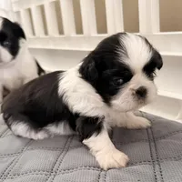 Oreo - B/W girl, a female Shih Tzu for sale in Wentzville, MO – Photo 4 of 4