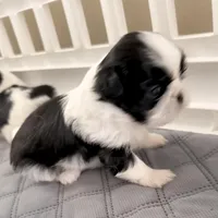 Oreo - B/W girl, a female Shih Tzu for sale in Wentzville, MO – Photo 2 of 4