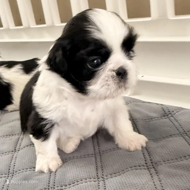 Oreo - B/W girl – Shih Tzu puppy for sale in Wentzville, MO