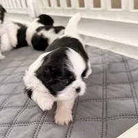 Oreo - B/W girl, a female Shih Tzu for sale in Wentzville, MO – Photo 3 of 4