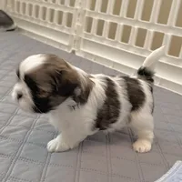 White/sable, a male Shih Tzu for sale in Wentzville, MO – 6 of 8