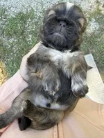 Sable boy, a male Shih Tzu for sale in Wentzville, MO – 5 of 5
