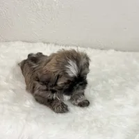 Hunk, a male Shih Tzu for sale in Wentzville, MO – 7 of 7