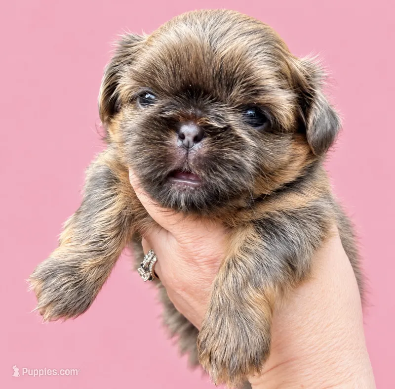 Blue Sparkle – Shih Tzu puppy for sale in Wentzville, MO