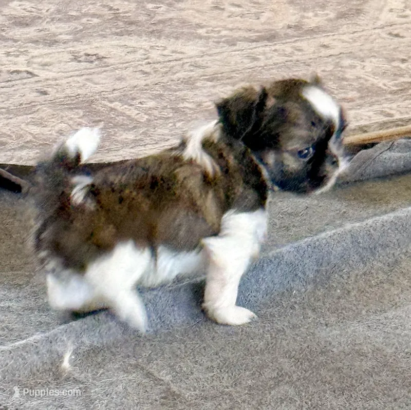 Imperial Frank – Shih Tzu puppy for sale in Wentzville, MO