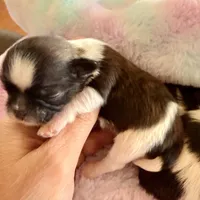 Imperial Frank, a male Shih Tzu for sale in Wentzville, MO – Photo 2 of 5