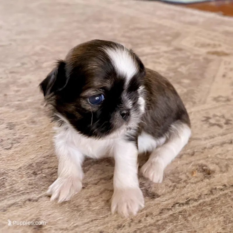 Imperial Frank – Shih Tzu puppy for sale in Wentzville, MO