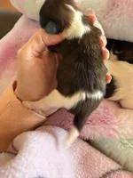 Imperial Frank, a male Shih Tzu for sale in Wentzville, MO – Photo 5 of 5