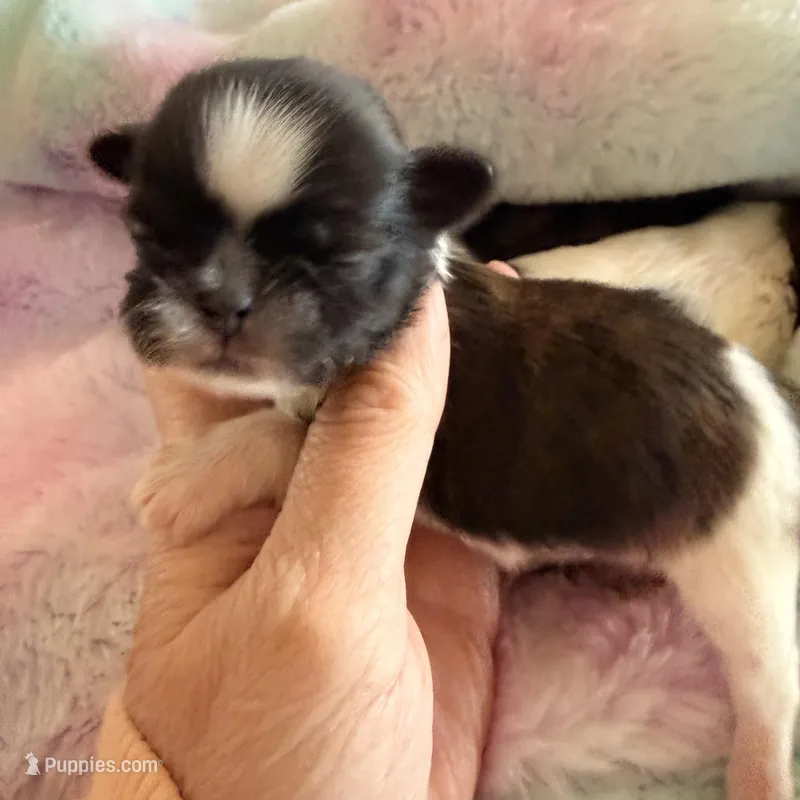 Imperial Frank – Shih Tzu puppy for sale in Wentzville, MO