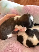 Imperial Frank, a male Shih Tzu for sale in Wentzville, MO – Photo 4 of 5