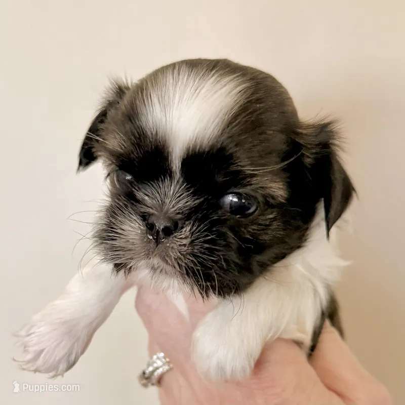 Imperial Frank – Shih Tzu puppy for sale in Wentzville, MO