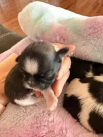 Imperial Frank, a male Shih Tzu for sale in Wentzville, MO – Photo 3 of 5