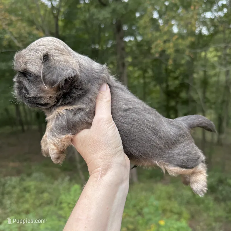 Blue Nugget – Shih Tzu puppy for sale in Wentzville, MO
