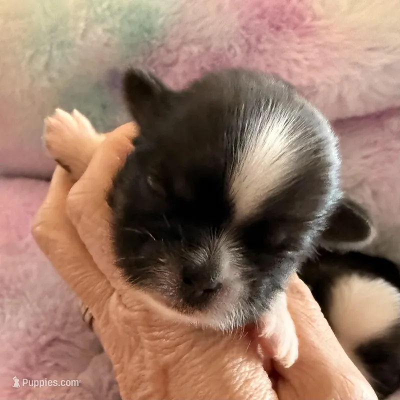 Imperial Junior – Shih Tzu puppy for sale in Wentzville, MO