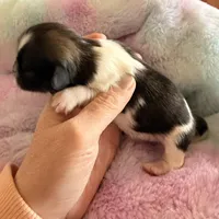 Imperial Junior, a male Shih Tzu for sale in Wentzville, MO – Photo 2 of 4