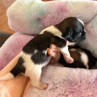 Imperial Junior, a male Shih Tzu for sale in Wentzville, MO – Photo 3 of 4