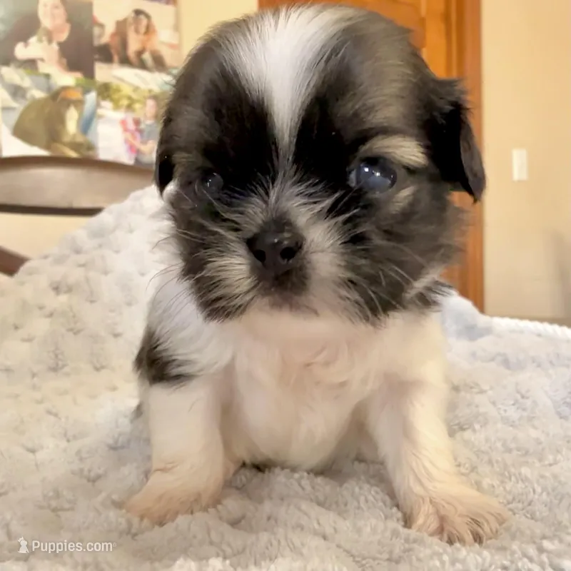 Imperial Junior – Shih Tzu puppy for sale in Wentzville, MO