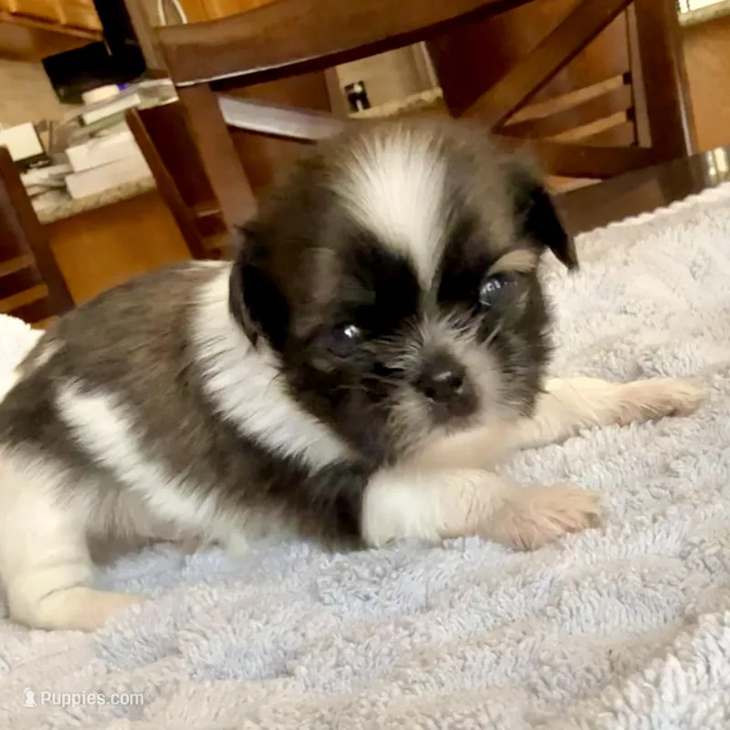 Imperial Junior – Shih Tzu puppy for sale in Wentzville, MO