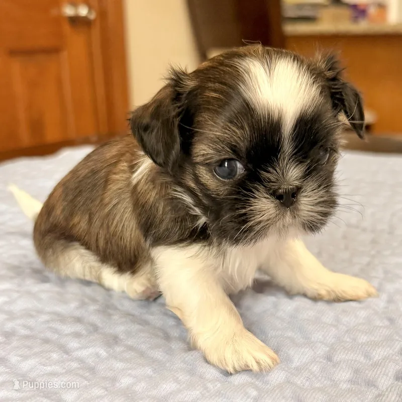 Imperial Junior – Shih Tzu puppy for sale in Wentzville, MO