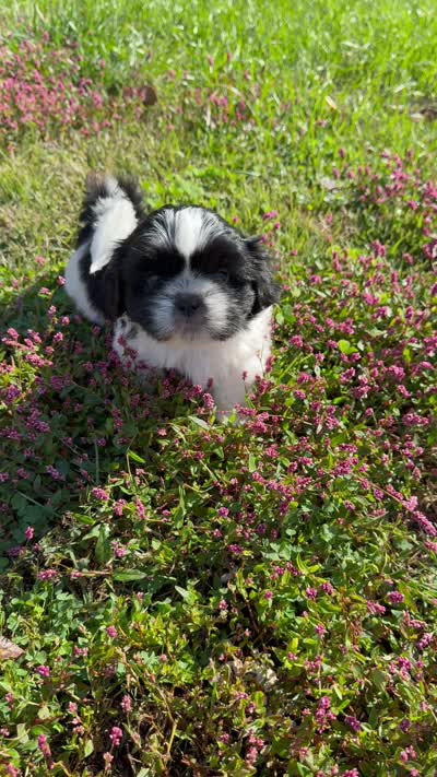 Snoopy - black/white, a male Shih Tzu for sale in Wentzville, MO – 6 of 7