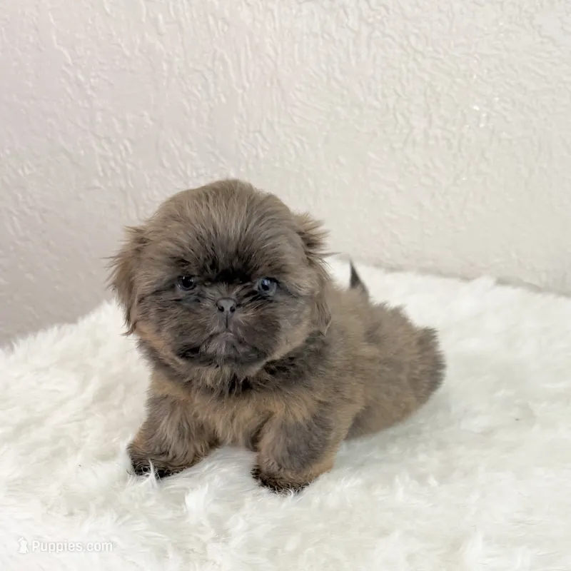 Blue Female – Shih Tzu puppy for sale in Wentzville, MO