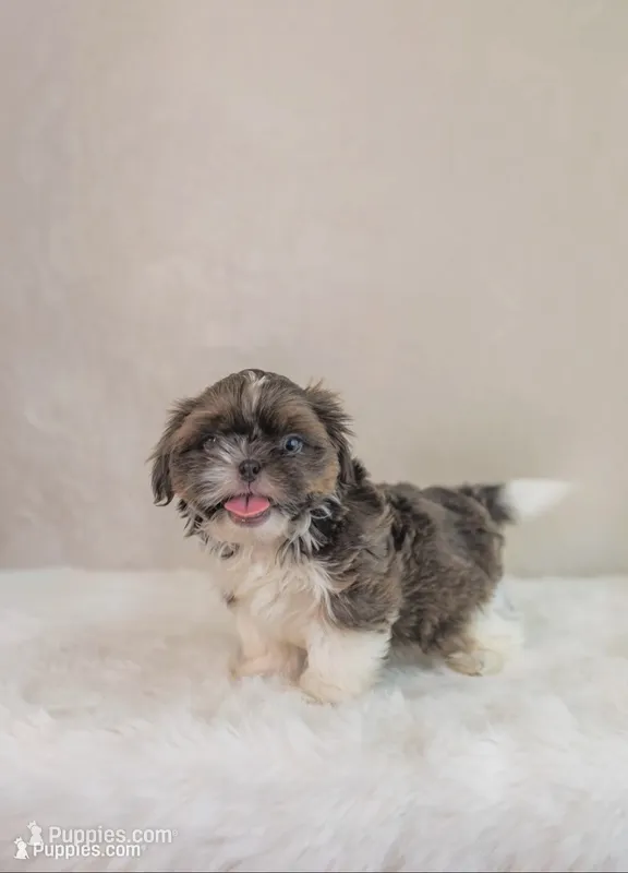 Blue Spark – Shih Tzu puppy for sale in Wentzville, MO