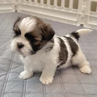 White/sable, a male Shih Tzu for sale in Wentzville, MO – 1 of 8