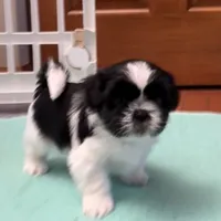 Oreo - black/white, a male Shih Tzu for sale in Wentzville, MO – 2 of 10