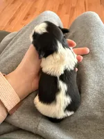 B/W male, a male Shih Tzu for sale in Wentzville, MO – Photo 1 of 6