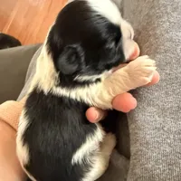 Blue eyed male, a male Shih Tzu for sale in Wentzville, MO – Photo 3 of 6