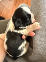 B/W male, a male Shih Tzu for sale in Wentzville, MO – Photo 3 of 6