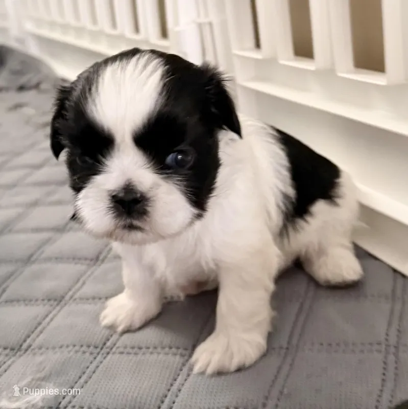 Blue eyed male – Shih Tzu puppy for sale in Wentzville, MO